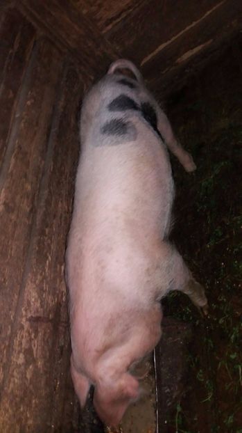 21390579_357573091331840_1064211634_o - G Porci Pietrain