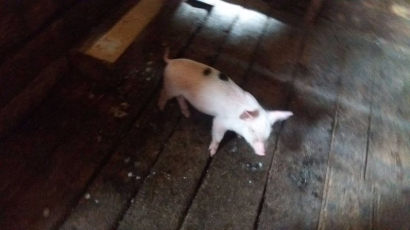 21390618_357573087998507_759057443_o - G Porci Pietrain