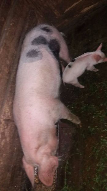 21392597_357572954665187_184308467_o - G Porci Pietrain