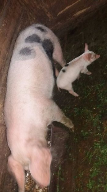 21458363_357572941331855_2095090721_o - G Porci Pietrain