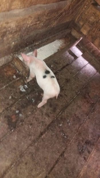 21458434_357572947998521_407704450_o - G Porci Pietrain