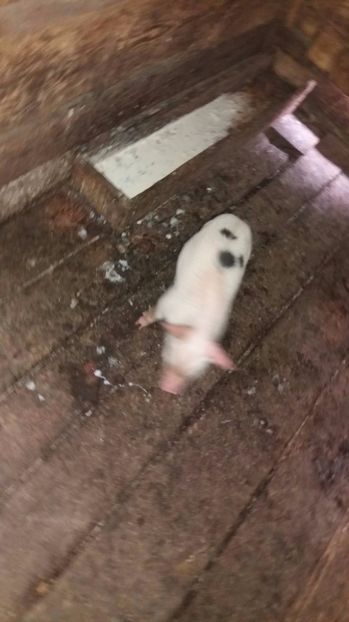 21458475_357572944665188_597010656_o - G Porci Pietrain