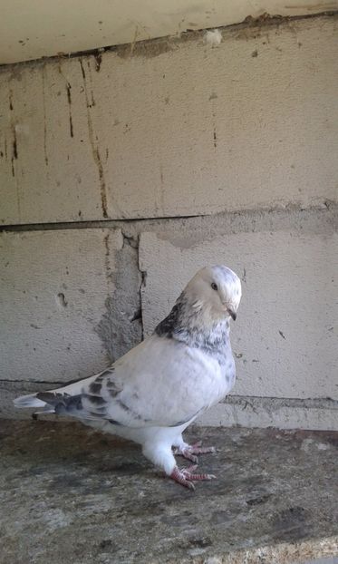  - tineret cuci- albastri 2017