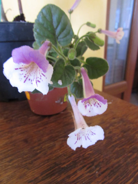 Country Bumkin - Siningii