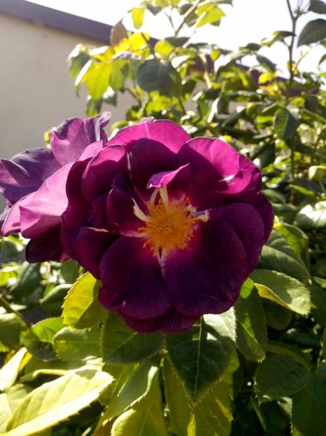 rhapsody in blue - 0 TRANDAFIRI 2017