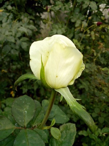 mythos - 0 TRANDAFIRI 2017