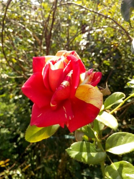 broceliande - 0 TRANDAFIRI 2017