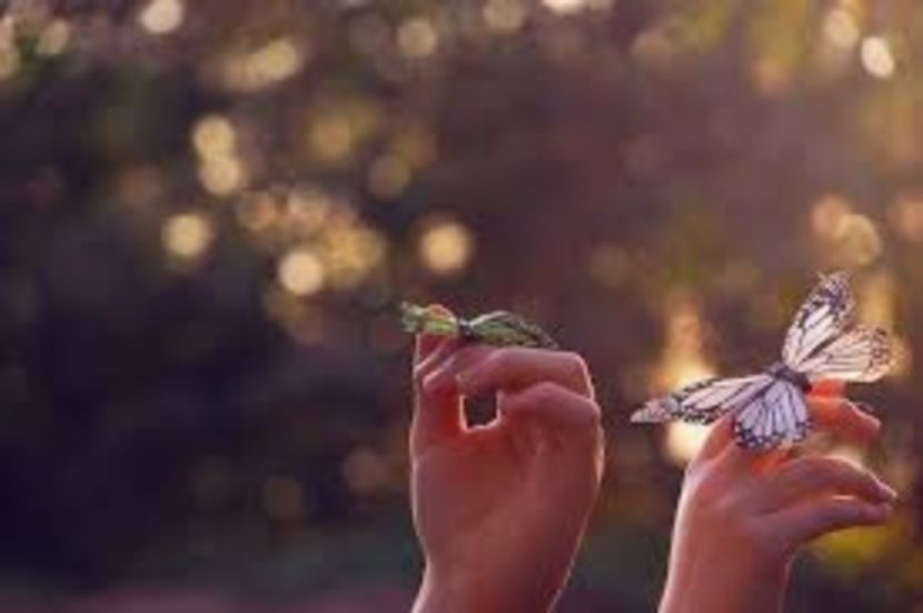  - The dog are preetyiest than you