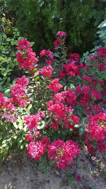  - a Lagerstroemia indica-liliac indian