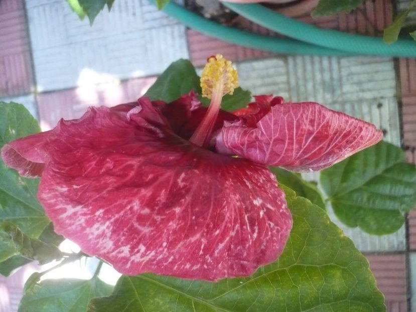 09.09.2017 - HIBISCUSI 2017-4