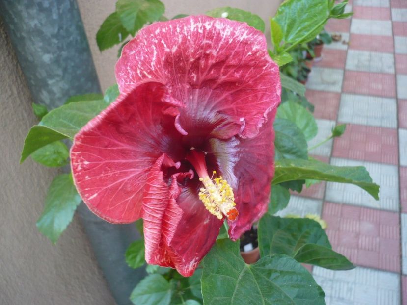 P1340852 - HIBISCUSI 2017-4