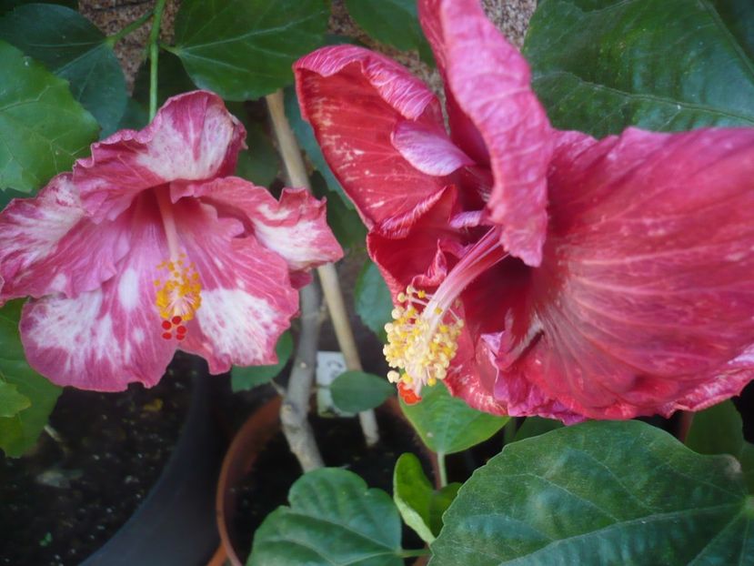 P1340856 - HIBISCUSI 2017-4