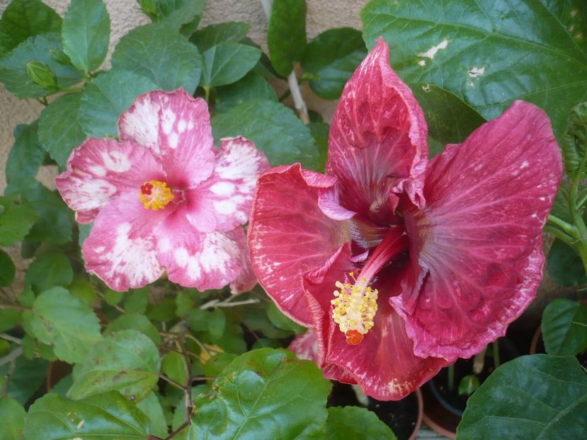 P1340857 - HIBISCUSI 2017-4