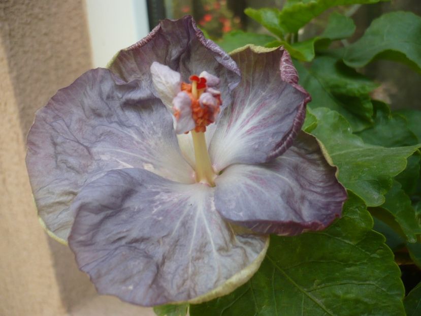 P1340860 - HIBISCUSI 2017-4