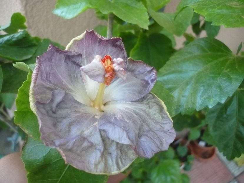 P1340861 - HIBISCUSI 2017-4