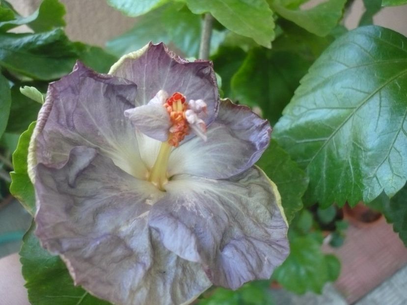 P1340862 - HIBISCUSI 2017-4