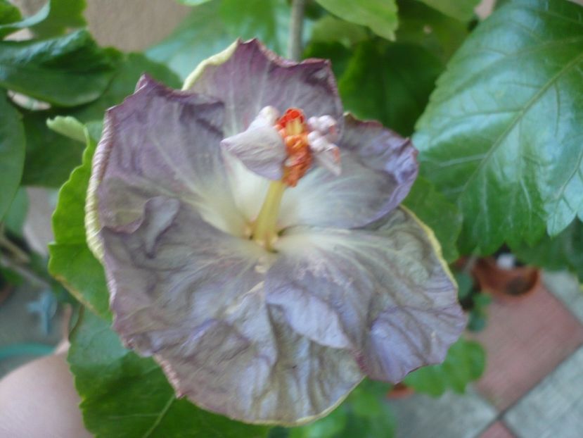 P1340863 - HIBISCUSI 2017-4