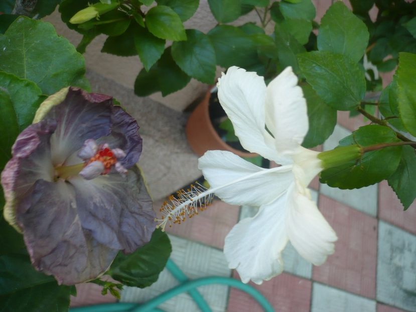 P1340865 - HIBISCUSI 2017-4