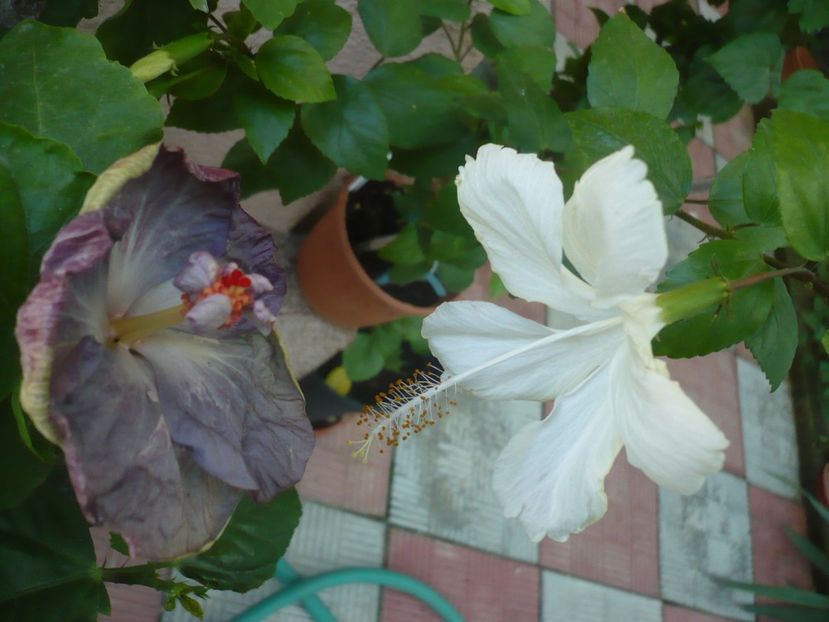 P1340866 - HIBISCUSI 2017-4