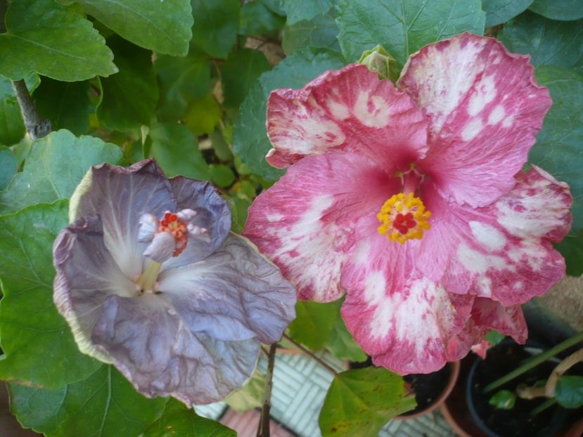 P1340867 - HIBISCUSI 2017-4