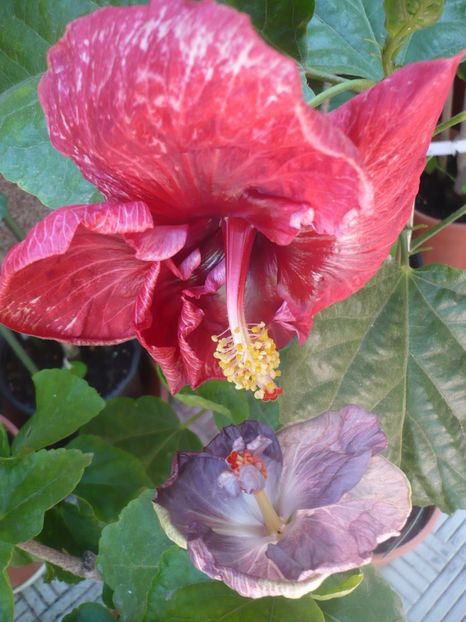 P1340869 - HIBISCUSI 2017-4