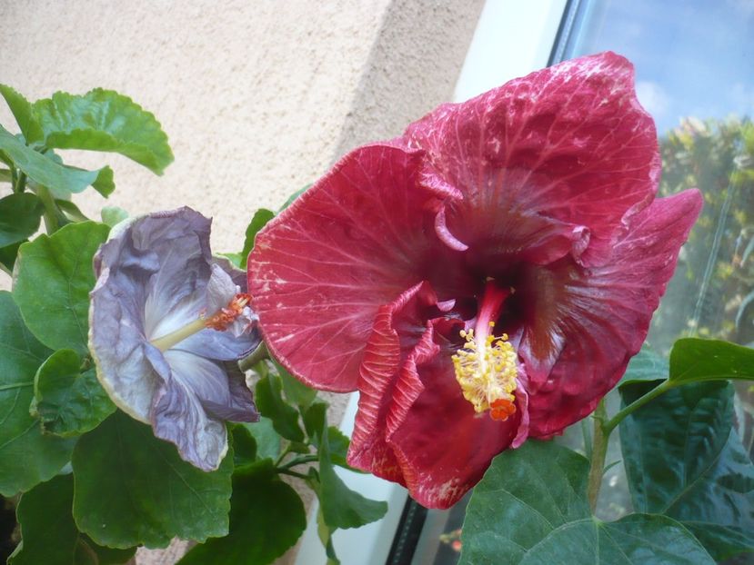 P1340870 - HIBISCUSI 2017-4