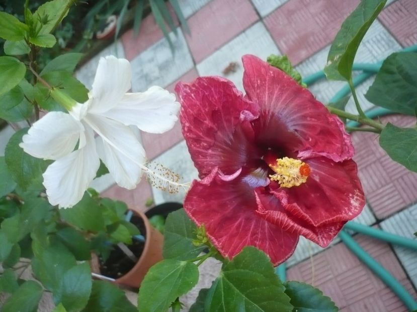 P1340873 - HIBISCUSI 2017-4