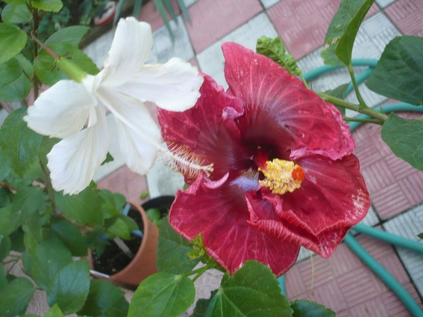 P1340874 - HIBISCUSI 2017-4