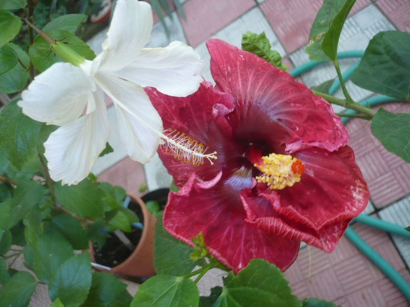 P1340875 - HIBISCUSI 2017-4