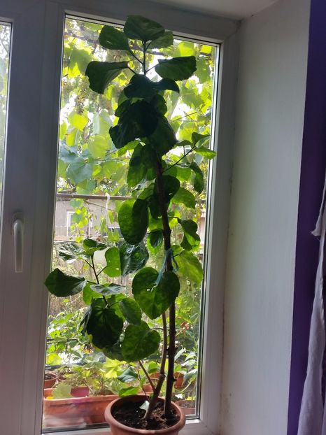  - Tahitian Pretty Boy