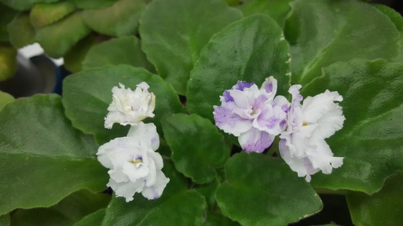  - Buckeye Legal Tender