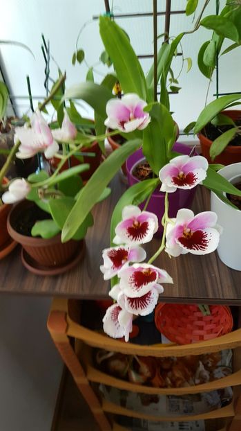 Miltonia 1 - Orhidee Miltonia
