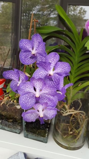 Vanda 3 - Orhidee Vanda