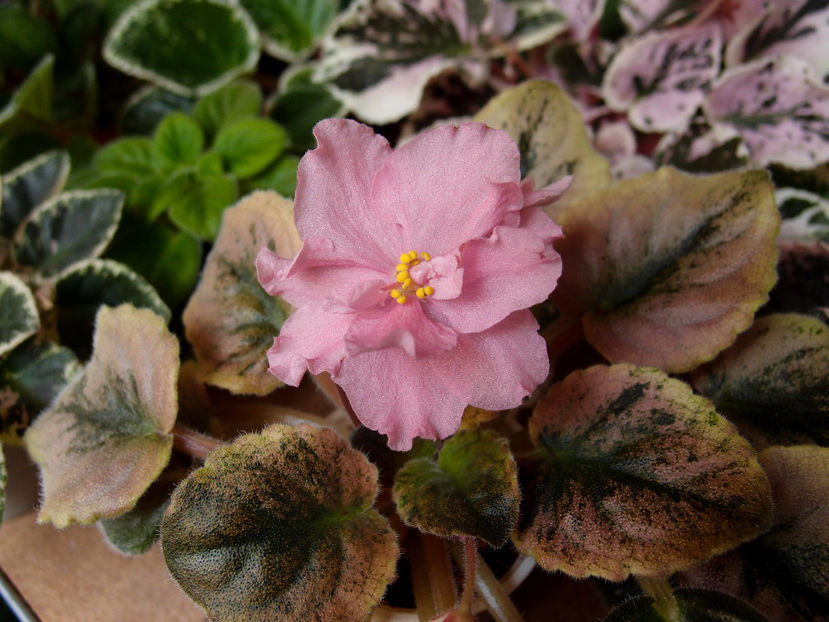 P6066881 - IAN Sahara