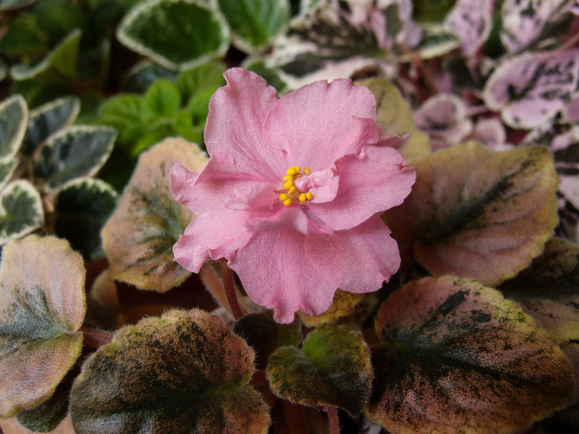 P6066892 - IAN Sahara