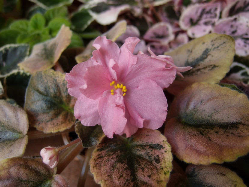 P6066912 - IAN Sahara