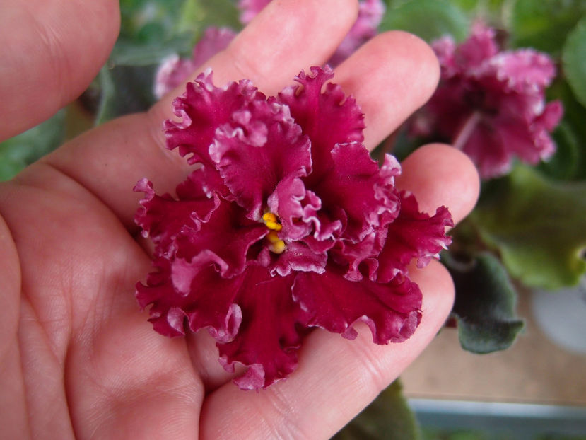 PB265683 - LE Whipped Cream Sport