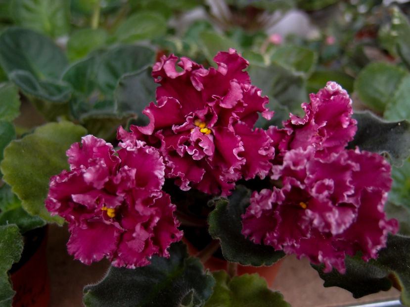 PB285949 - LE Whipped Cream Sport