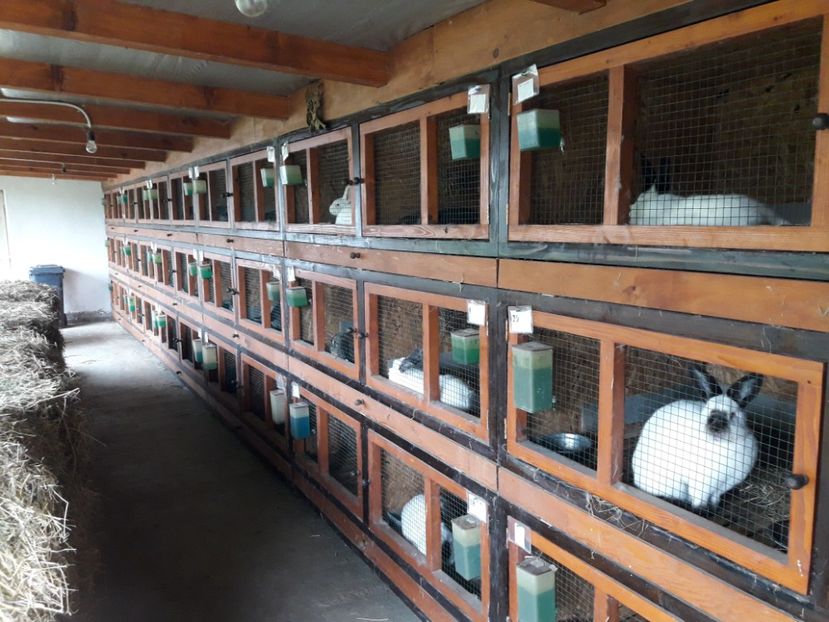  - ADAPOST IEPURI 2016