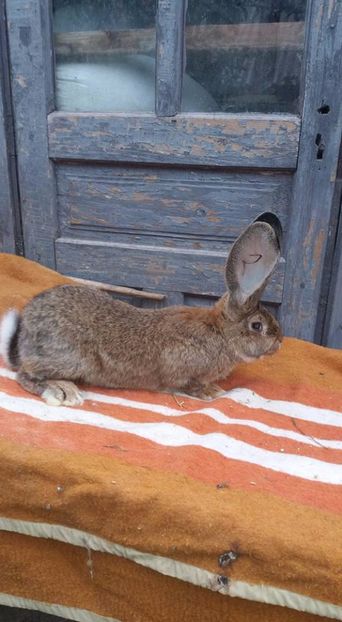 M-16.04.2017 - DE VANZARE