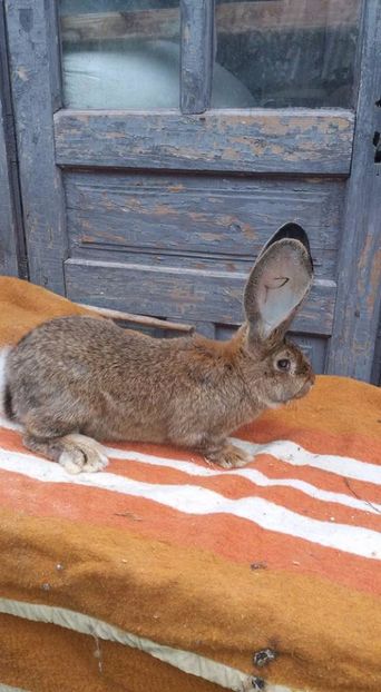 M-16.04.2017 - DE VANZARE