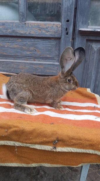 M-16.04.2017 - DE VANZARE