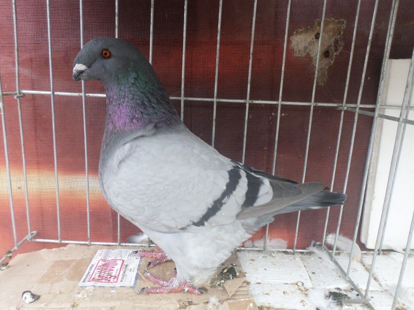 F 0295-17 95 PCT EXPO.PRAHOVEANA 2018 - ARHIVA 2016 -2017-2o18-2019-2020