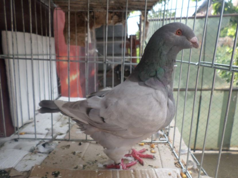 SAM_4528 - ARHIVA 2016 -2017-2o18-2019-2020