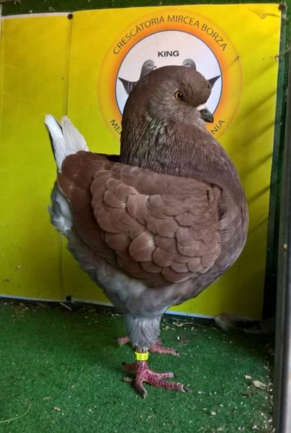 1-0 2017 - 1KING Cateva pasari din matca de-a lungul timpului