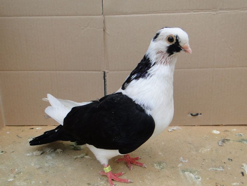 M 2017-8811 - porumbei care mi-au apartinut