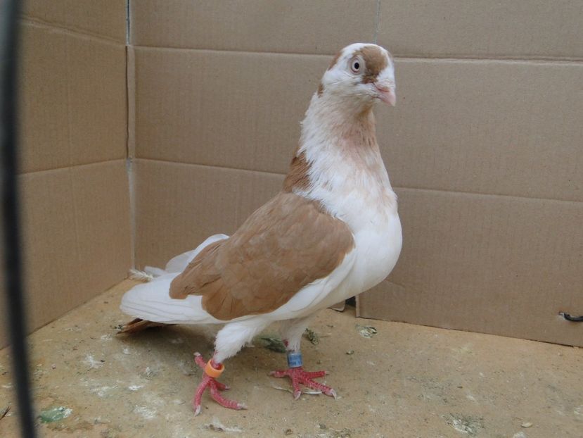 M 2016 - porumbei care mi-au apartinut