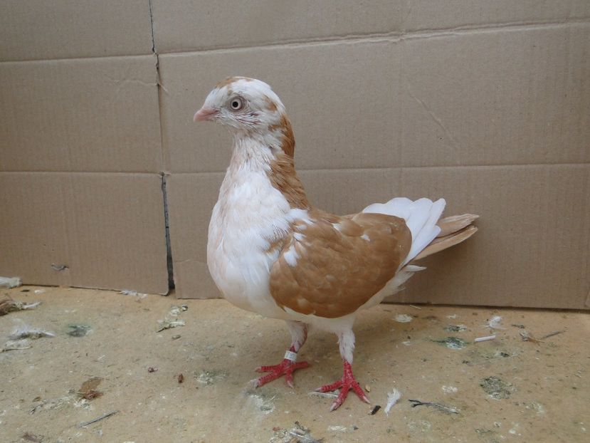  - porumbei care mi-au apartinut