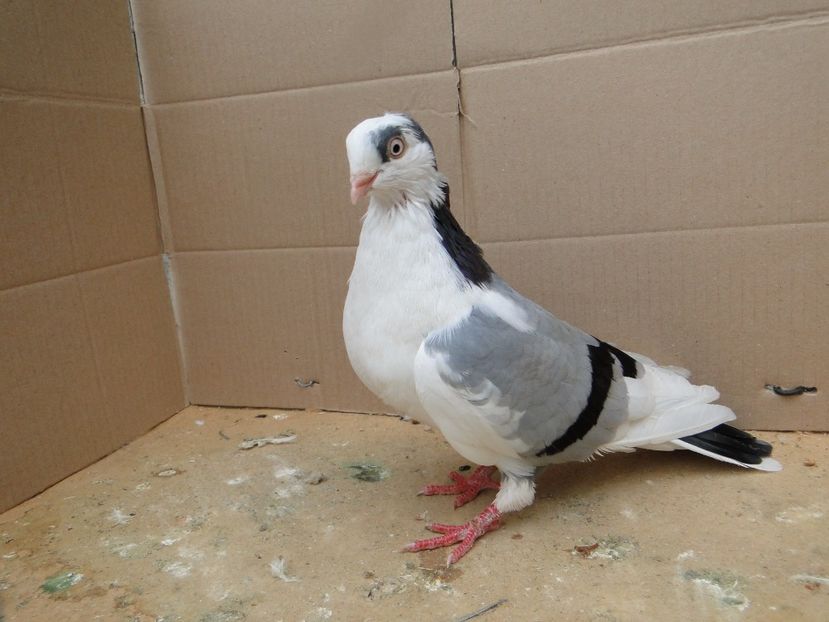  - porumbei care mi-au apartinut