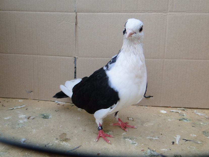  - porumbei care mi-au apartinut